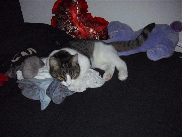 Huskat Simba billede 4