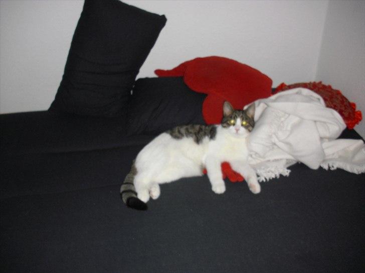 Huskat Simba billede 5