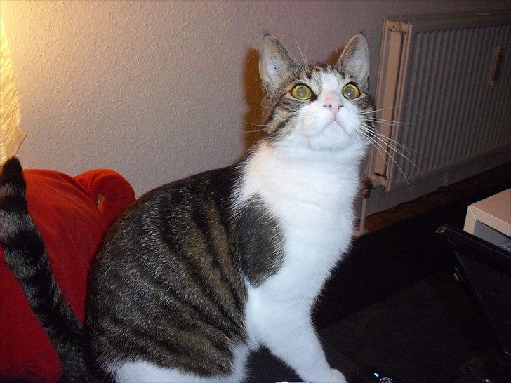 Huskat Simba billede 6