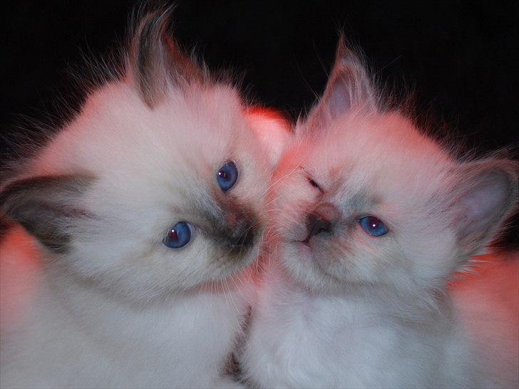 Hellig Birma Lilly billede 9