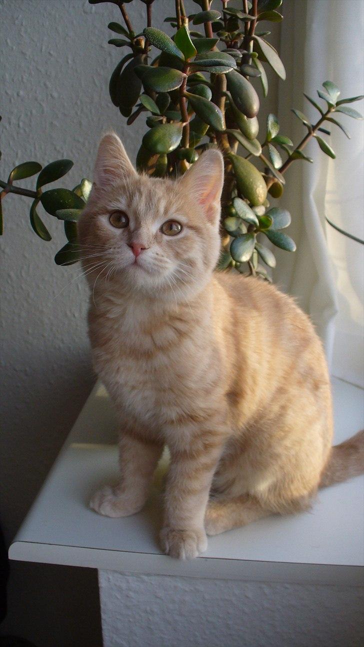 Blanding af racer Phønix (floffy) billede 3