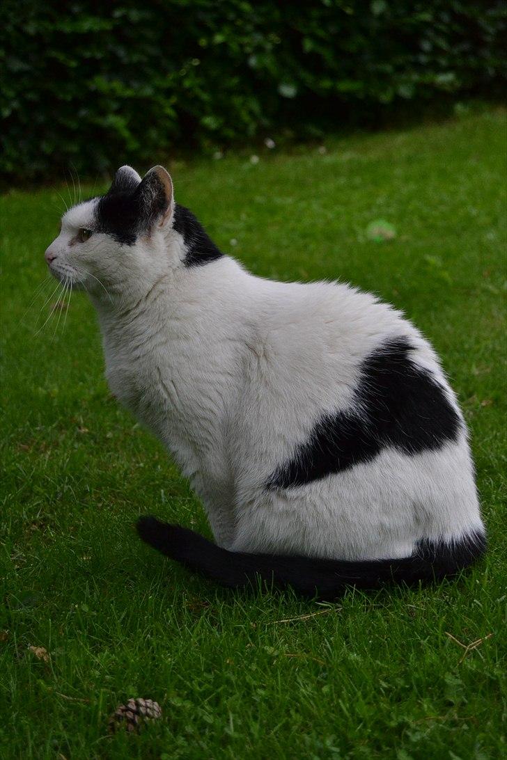 Huskat » Josefine<3 - 2: billede 2