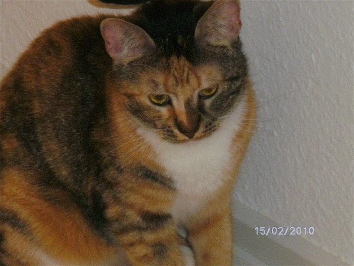 Huskat Pepsi billede 5