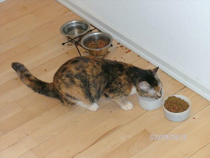 Huskat Pepsi billede 6