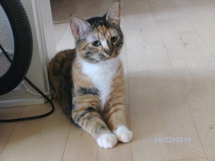 Huskat Pepsi billede 7