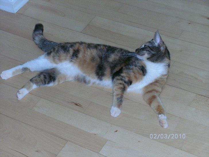 Huskat Pepsi billede 8