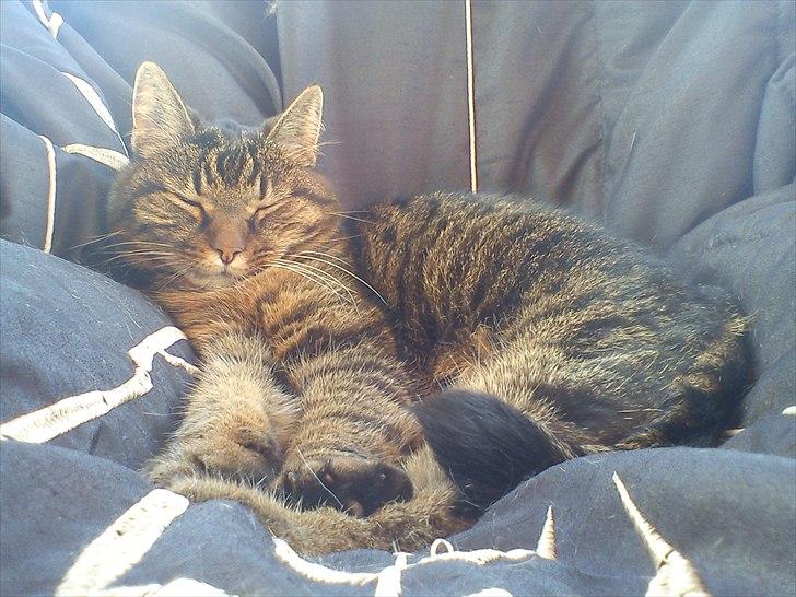 Huskat Sille R.I.P 2001-2011 billede 9