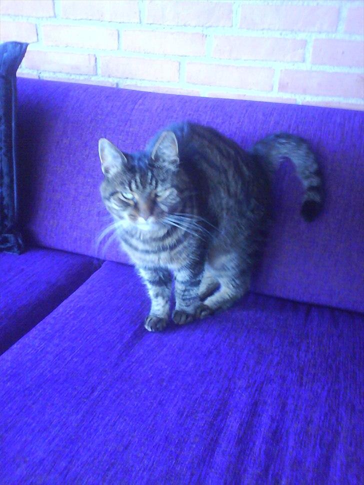 Huskat Sille R.I.P 2001-2011 billede 10