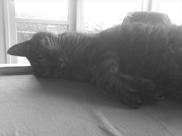 Huskat Sille R.I.P 2001-2011 billede 11