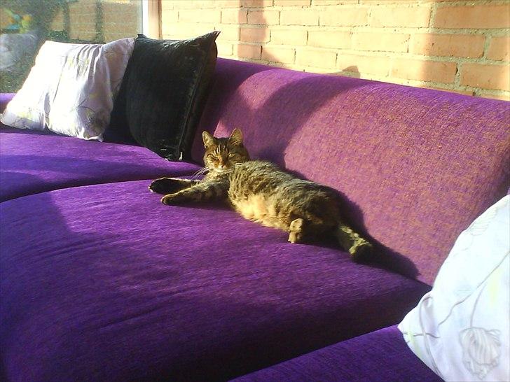 Huskat Sille R.I.P 2001-2011 billede 12