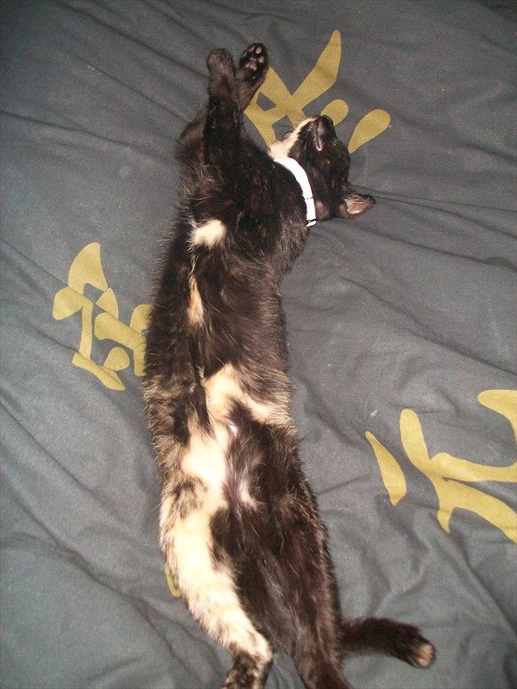 Huskat Bailey - 20 uger billede 2