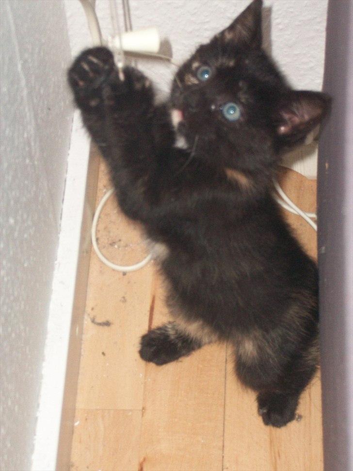 Huskat Bailey - 10 uger billede 3