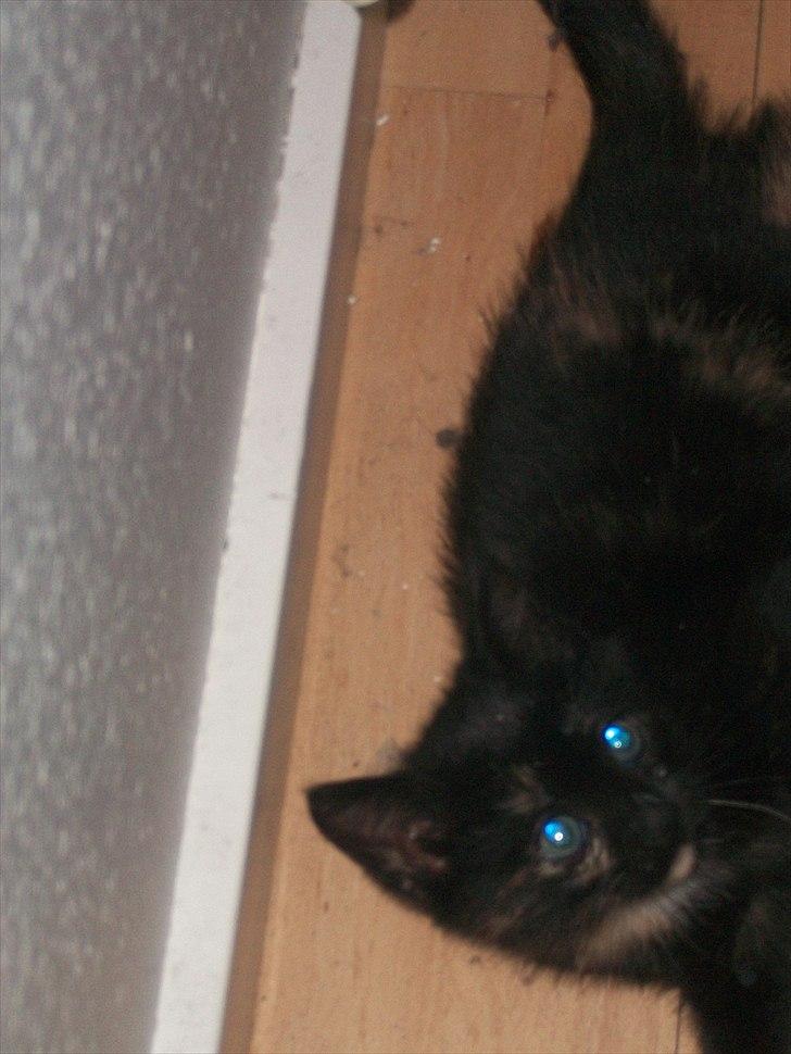 Huskat Bailey - 10 uger billede 4