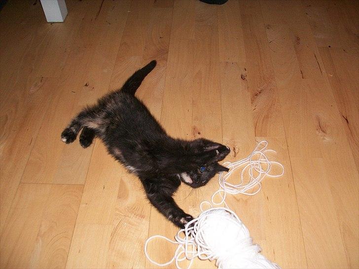 Huskat Bailey - 10 uger billede 5