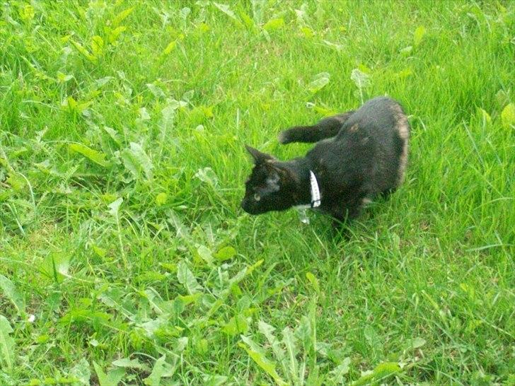 Huskat Bailey - 21 uger billede 6