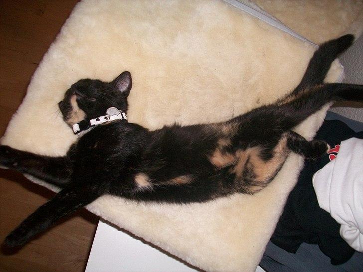 Huskat Bailey - 21 uger billede 7