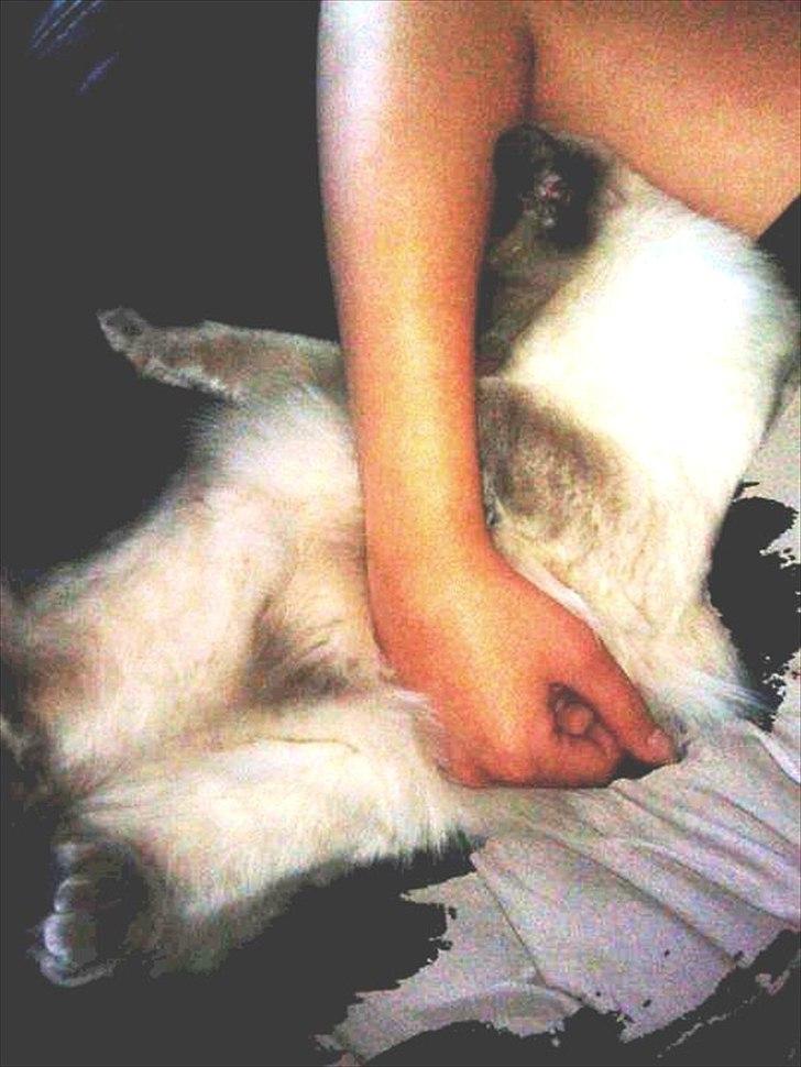 Ragdoll Nøvde Bøv - 18 Juni 2011 -  første gang Bøv putter som en Ragdoll.. <3 billede 12