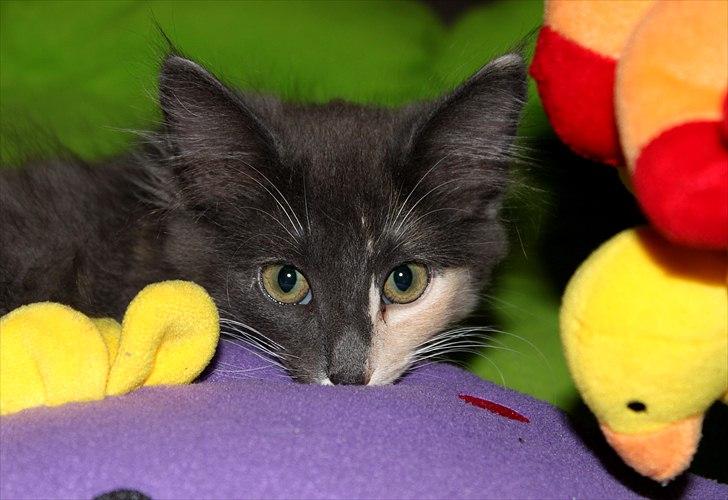 Norsk Skovkat DK Kimbo's Darling billede 1