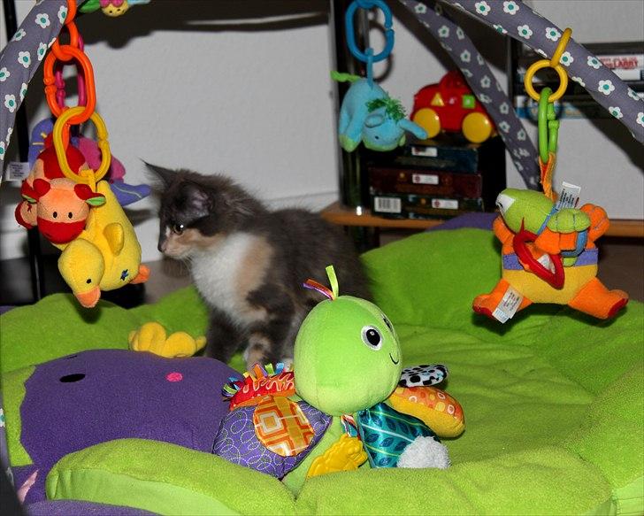 Norsk Skovkat DK Kimbo's Darling billede 2