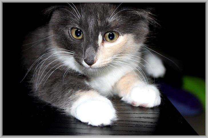 Norsk Skovkat DK Kimbo's Darling billede 3