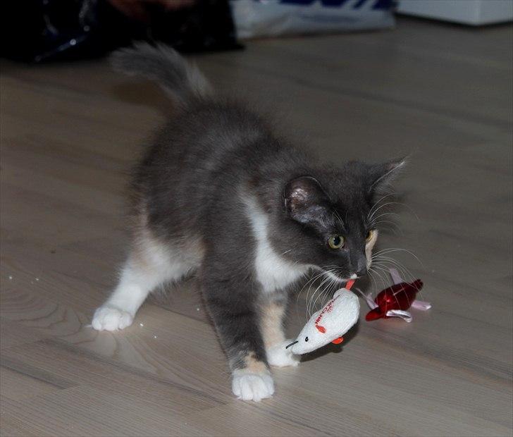 Norsk Skovkat DK Kimbo's Darling billede 4