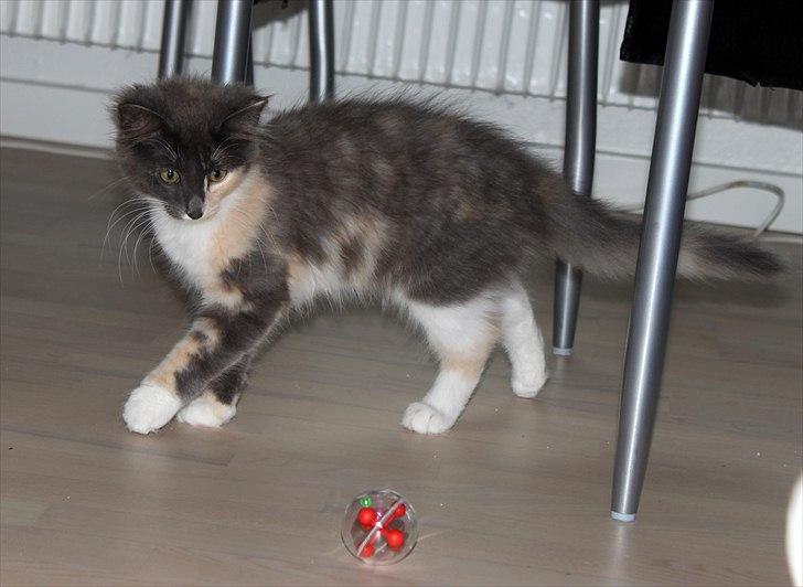 Norsk Skovkat DK Kimbo's Darling billede 5