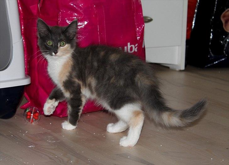 Norsk Skovkat DK Kimbo's Darling billede 6