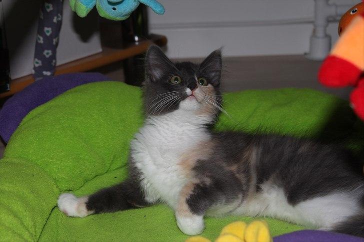 Norsk Skovkat DK Kimbo's Darling billede 7