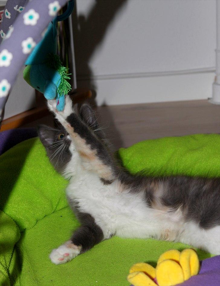 Norsk Skovkat DK Kimbo's Darling billede 8