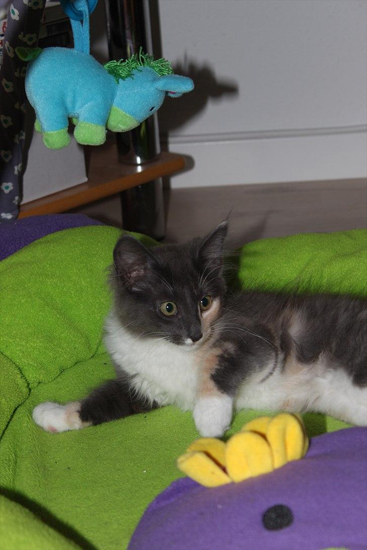 Norsk Skovkat DK Kimbo's Darling billede 9