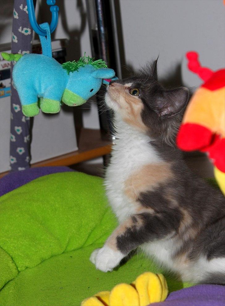 Norsk Skovkat DK Kimbo's Darling billede 10