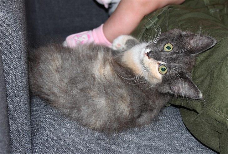 Norsk Skovkat DK Kimbo's Darling billede 11