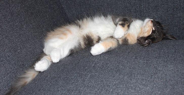 Norsk Skovkat DK Kimbo's Darling billede 12