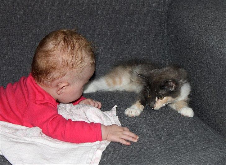 Norsk Skovkat DK Kimbo's Darling billede 13