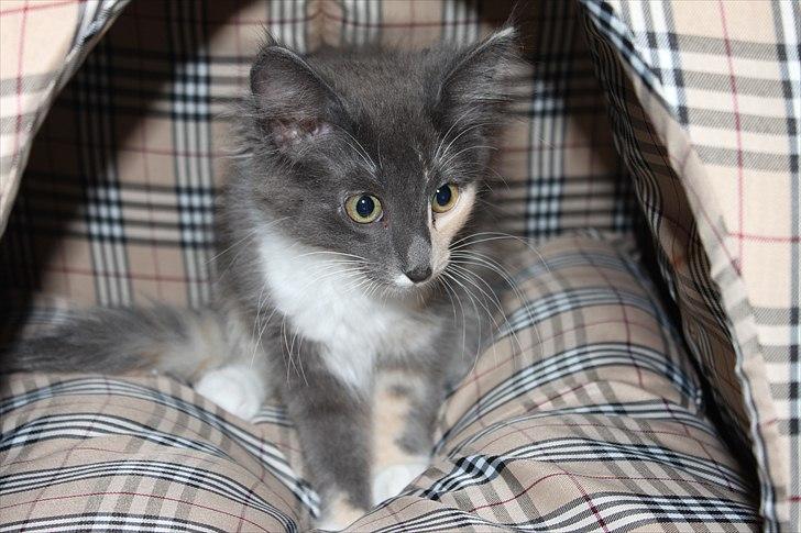 Norsk Skovkat DK Kimbo's Darling billede 14