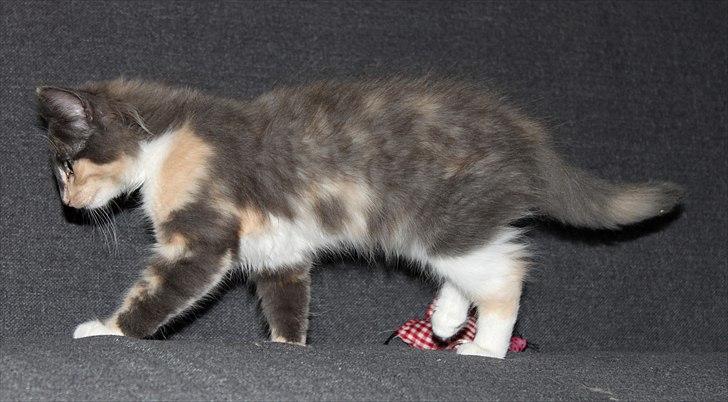 Norsk Skovkat DK Kimbo's Darling billede 15