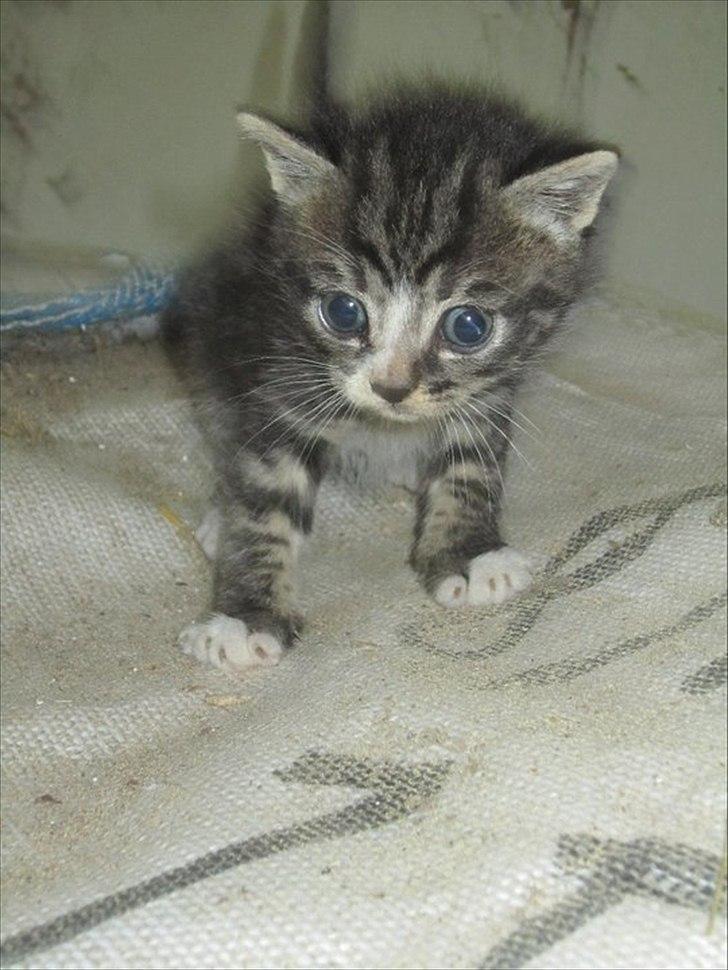 Huskat Elrondhus's Leonardo billede 1