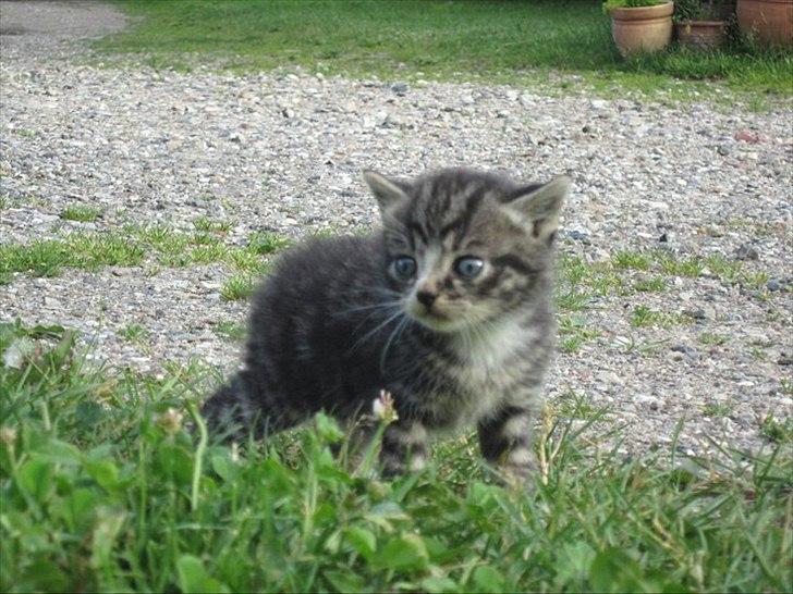 Huskat Elrondhus's Leonardo billede 2