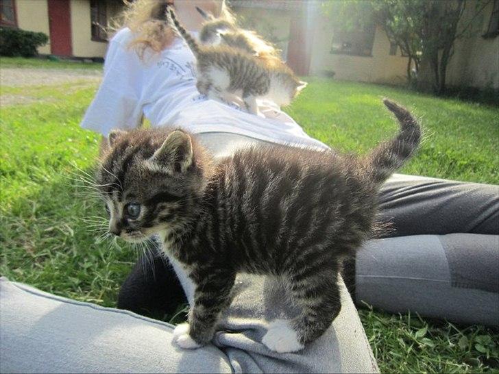 Huskat Elrondhus's Leonardo billede 3