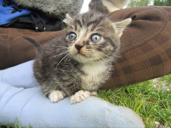 Huskat Elrondhus's Leonardo billede 4