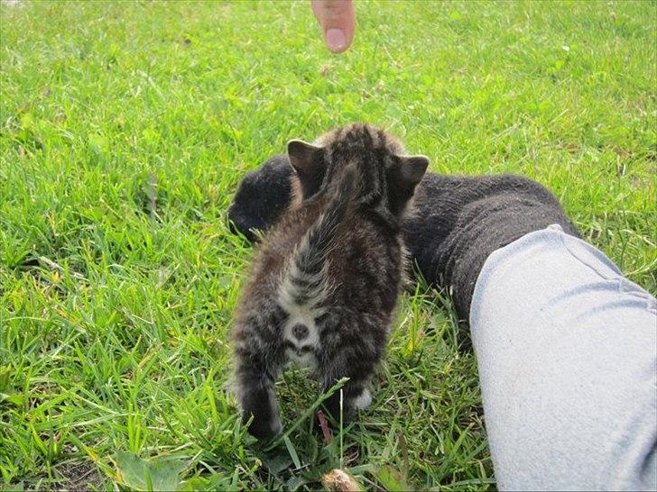 Huskat Elrondhus's Leonardo billede 5