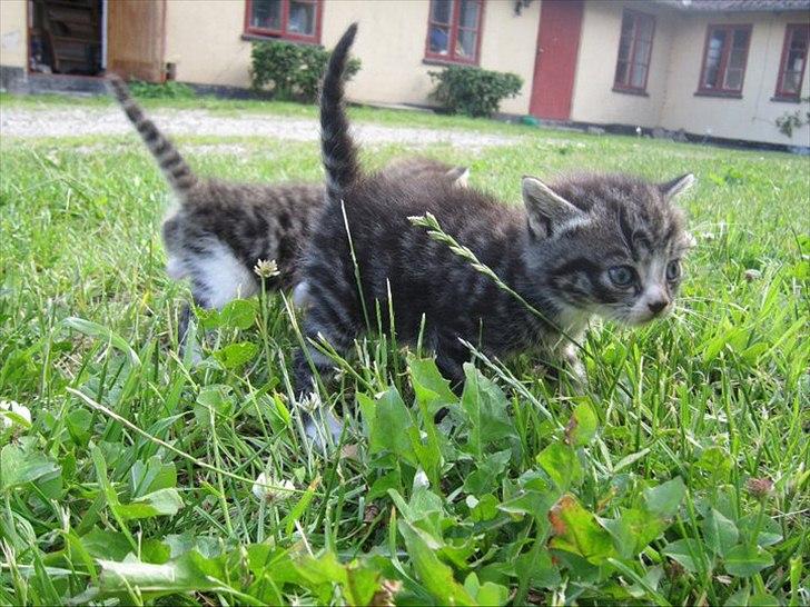 Huskat Elrondhus's Leonardo billede 6