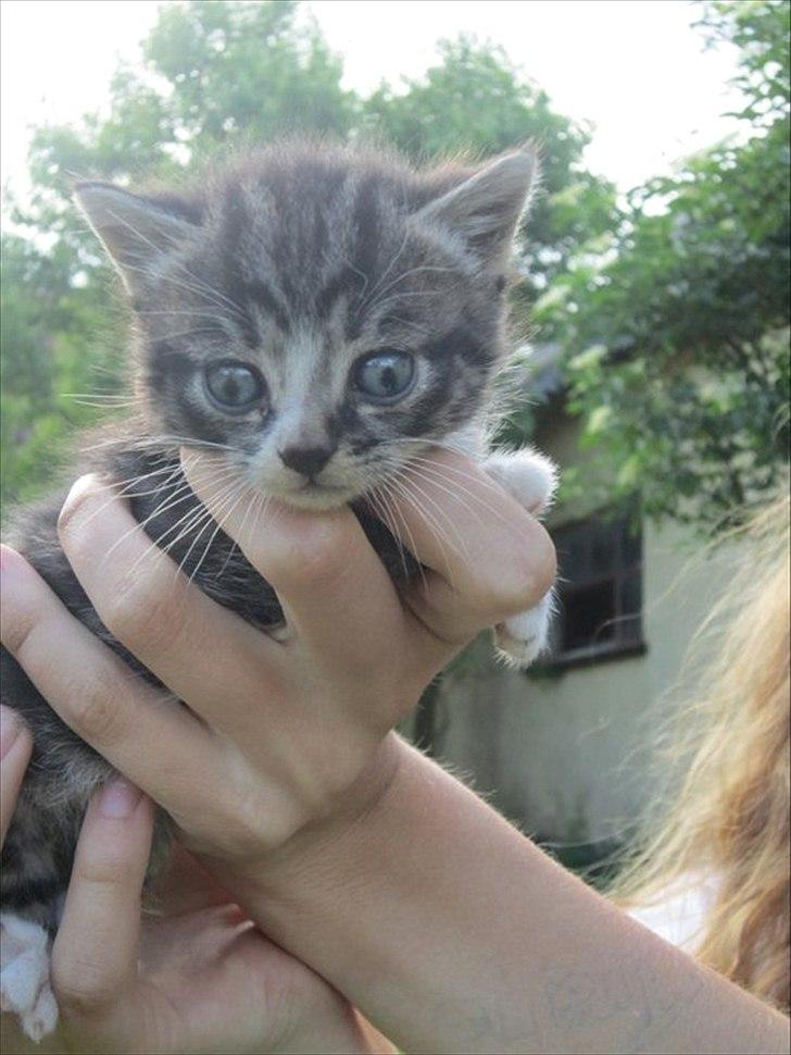 Huskat Elrondhus's Leonardo billede 7