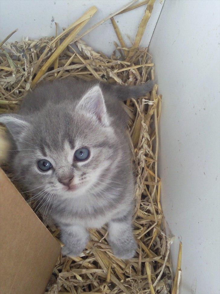 Blanding af racer Mathilde kakaomælk - Velkommen ;-) Læg gerne en kommentar hos Mathilde.. billede 3