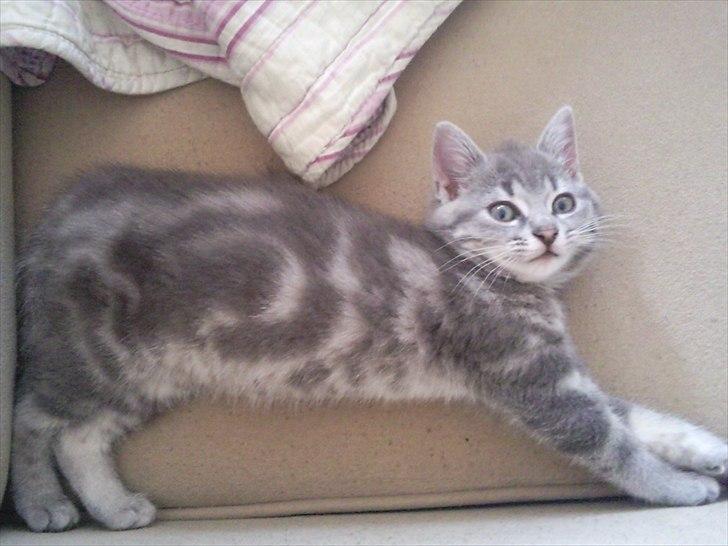 Blanding af racer Mathilde kakaomælk - Se hvor stor jeg kan blive ;-) billede 12