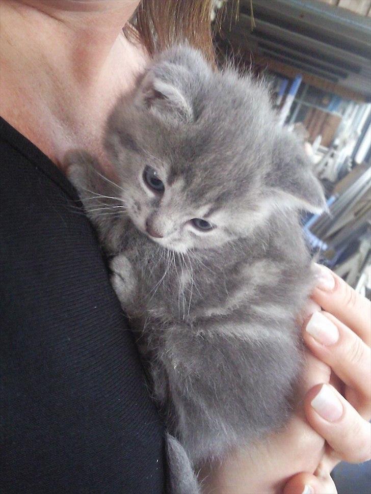 Blanding af racer Mathilde kakaomælk - Næsten første gang vi så hende. Så lille hun var ;-) billede 5