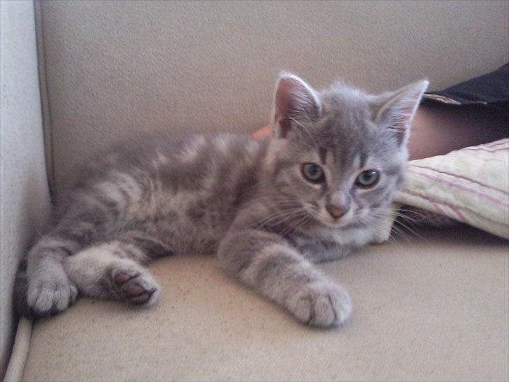 Blanding af racer Mathilde kakaomælk - Hygge på hendes specielle plads i sofaen billede 7