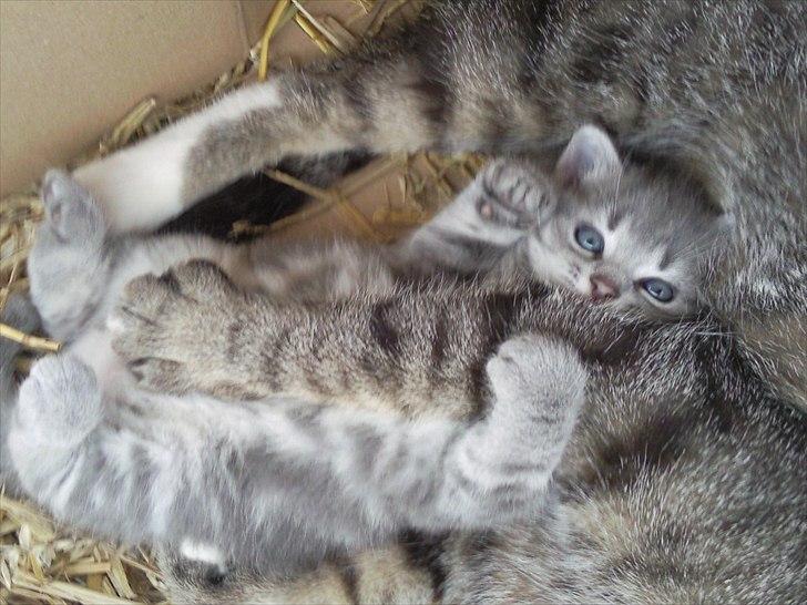 Blanding af racer Mathilde kakaomælk - Krammer mors ben ;-) billede 8