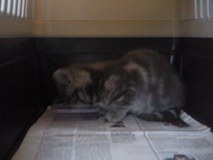 Blanding af racer Mathilde kakaomælk - Hele vejen hjem i transport kassen spiste hun og lå og sov.  billede 10