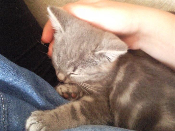 Blanding af racer Mathilde kakaomælk billede 11